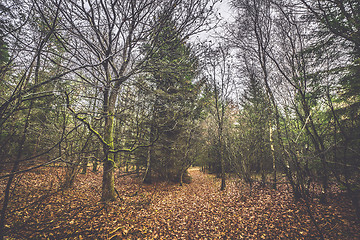 Image showing Forest trail covered with golden autumn leaves in the fall