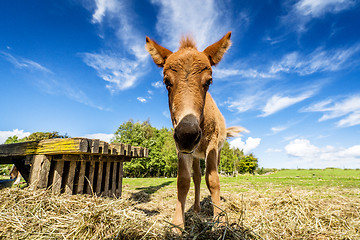 Image showing Cute mule standing in a farm yard