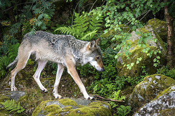 Image showing Grey wolf in a nordic forest