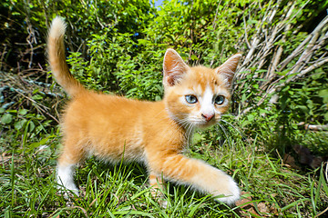 Image showing Orange kitten walking in a green garden