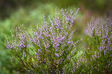 Image showing Heather plant in wild nature