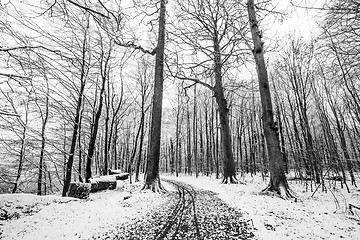 Image showing Winter scenery of a forest covered in snow