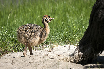 Image showing Ostrich youngster in a sand dune