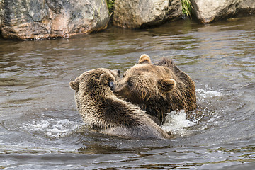 Image showing Bears fighting over fish in a river