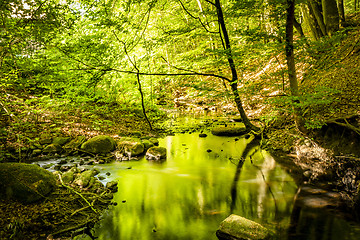 Image showing Green forest in the summer reflecting colors