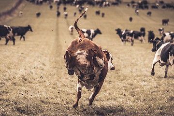 Image showing Wild hereford cow jumping and kicking