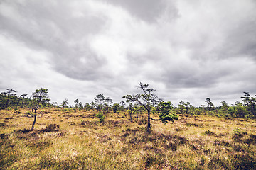 Image showing Wilderness landscape with small pine trees