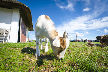 Image showing Goat eating grass at a farm in the summer