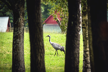 Image showing Eurasian crane in a rural environment