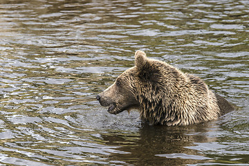 Image showing Brown bear hunting for fish in a river