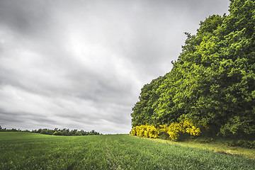 Image showing Agriculture landscape with crops on a field