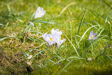 Image showing White crocus flowers in the spring sun