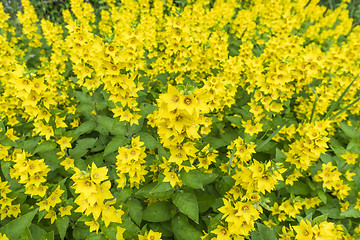 Image showing Bunch of yellow flowers in a garden