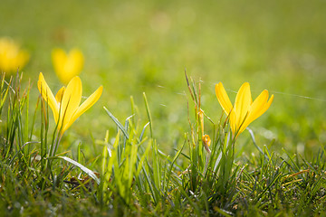 Image showing Yellow crocus flowers in the spring in vibrant