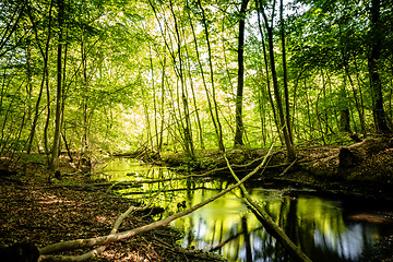 Image showing Calm river in a green forest with reflections