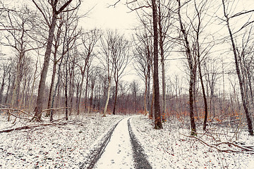 Image showing Curvy road in a forest at wintertime