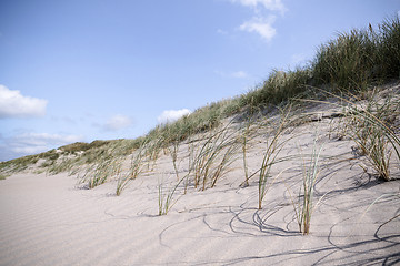 Image showing Close-up of lyme grass in danish nature