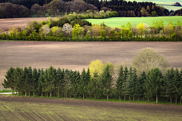 Image showing Rural field separated by small pine tree forests