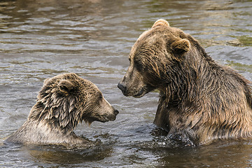 Image showing Two bears having a serious conversation