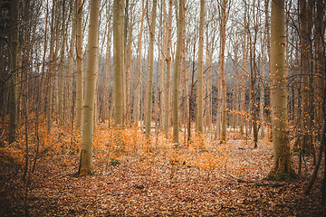 Image showing Golden beech trees in a forest