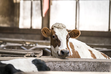 Image showing Cow in white and brown colors in a stable