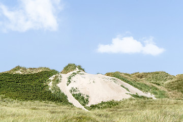 Image showing Beach dunes on a Scandinavian coast in the summer