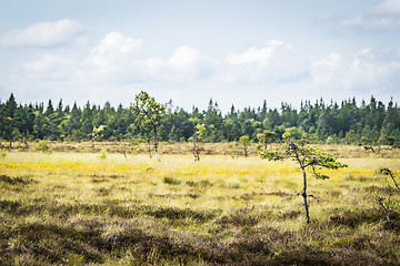 Image showing Small pine trees on a dry field with yellow flowers