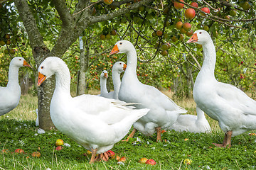 Image showing White geese under an apple tree