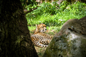 Image showing Cheetah rexlaing on green grass behind some trees