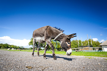 Image showing Donkey walking free around in a farm yard