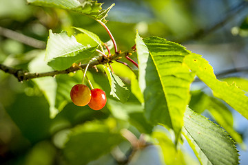 Image showing Couple of cherry berries hanging on a green tree