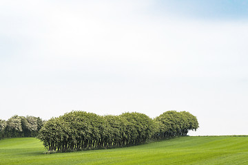 Image showing Crops on a field with trees on a row