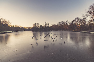 Image showing Gulls flying over a frozen lake in the winter