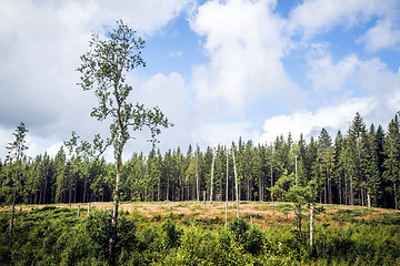 Image showing Wilderness with tall pine trees