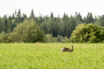 Image showing Hare on a green meadow in the spring