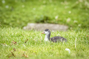 Image showing Coot chicken relaxing in the green grass