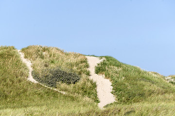 Image showing Sand dune in Denmark covered with green lyme