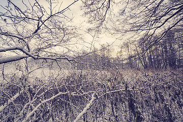 Image showing Frozen branches in a forest with frost