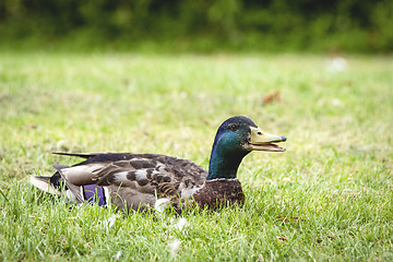 Image showing Male duck relaxing in the sun on green grass
