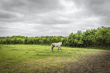 Image showing White horse walking on a field with a fence