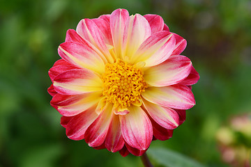 Image showing Dahlia with yellow centre and petals with deep pink edges