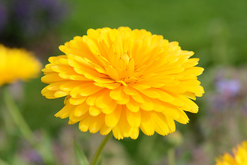 Image showing Bright yellow petals of a calendula flower 