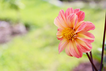Image showing Pretty dahlia flower with pink-tipped petals