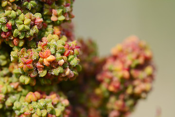 Image showing Red quinoa grains ripening on the plant