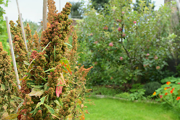 Image showing Quinoa growing in a lush allotment