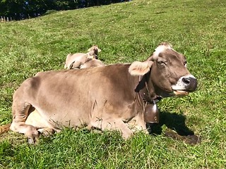 Image showing Swiss Brown milk cows in a pasture on Pfaender Mountain