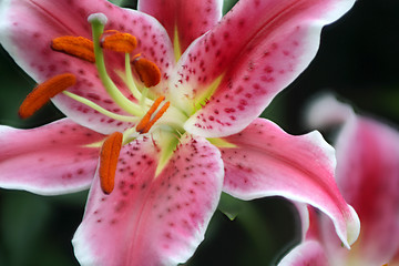 Image showing Lily