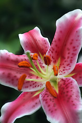 Image showing Lily