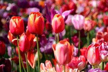 Image showing Blooming tulips flowerbed in Keukenhof flower garden, Netherland