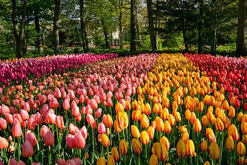 Image showing Blooming tulips flowerbed in Keukenhof flower garden, Netherland